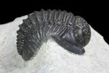 Gerastos Trilobite Fossil - Well Prepared #83348-6